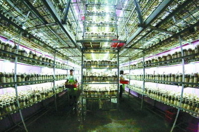 衢州翔龍農(nóng)業(yè)以反滲透膜技術(shù)提升豬肚菇品質(zhì)，引領(lǐng)綠色栽培新趨勢